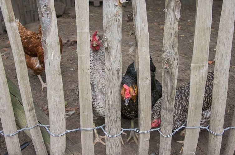 Vakantiehuisje in Herderen