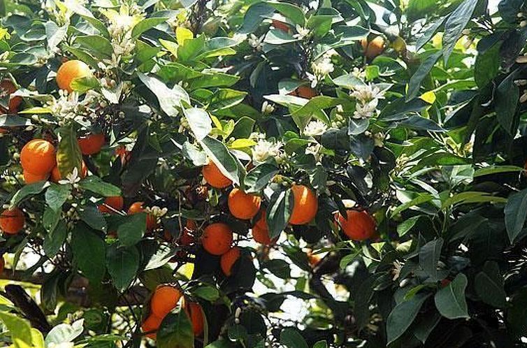 Vakantiehuis Spiti Limnos, idyllisch gelegen im Orangenhain