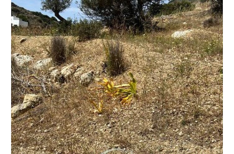 Kavel in Pitsidia
