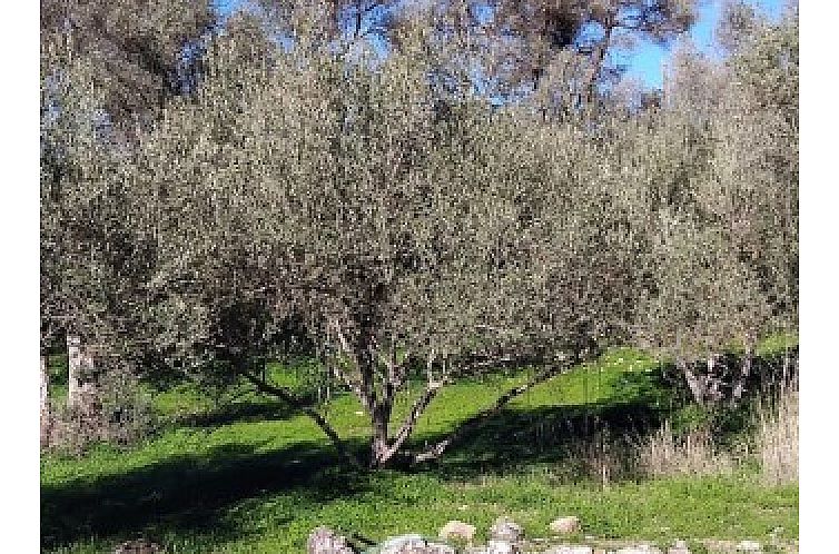 Kavel in Faneromeni