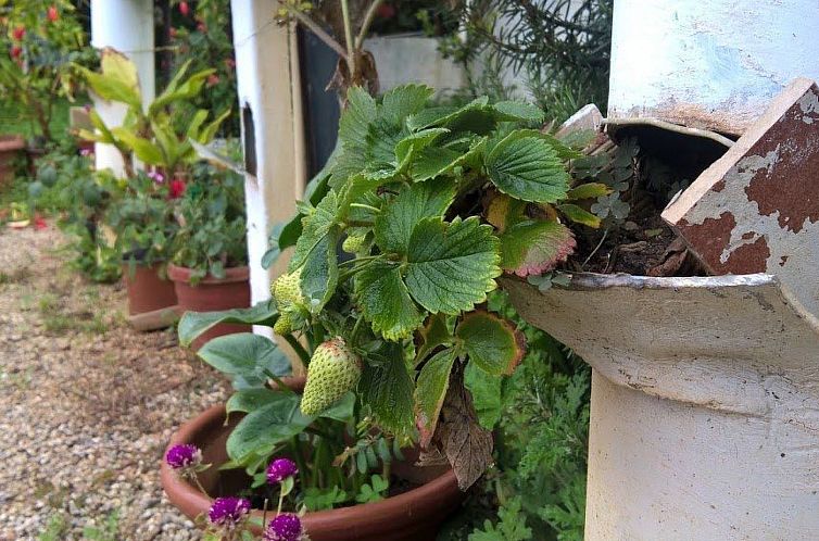 Appartement Zinovia Studio mit Balkon