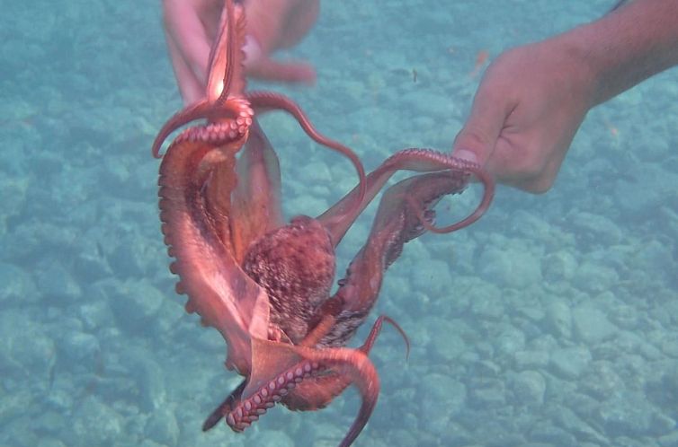 Vakantiehuis Kalloni