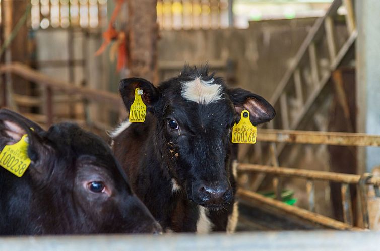 Vakantiehuis Lodge 5