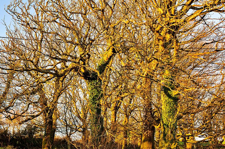 Appartement Jenny Wren