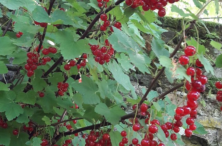 Vakantiehuis in Ottré