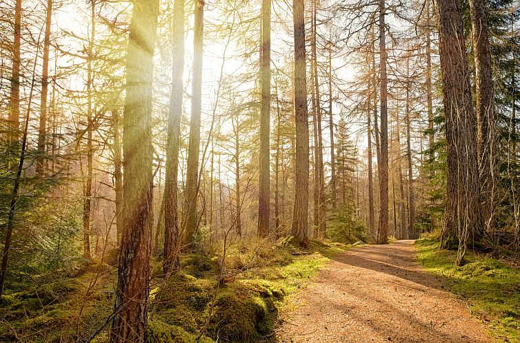 Vakantiehuis Bear Cabin