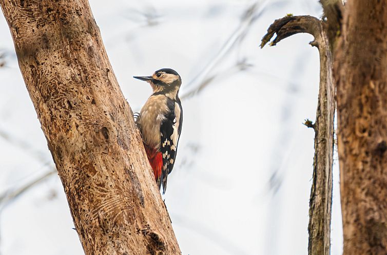Vakantiehuis Oakdale House