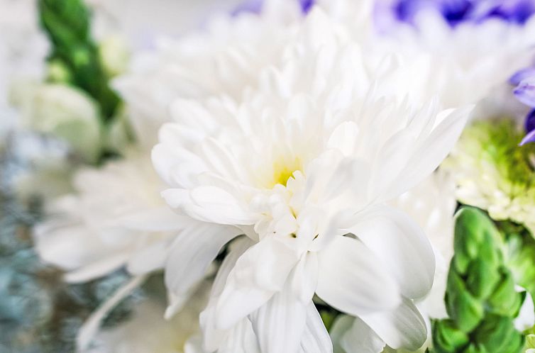 Vakantiehuis Pine Needle Lodge