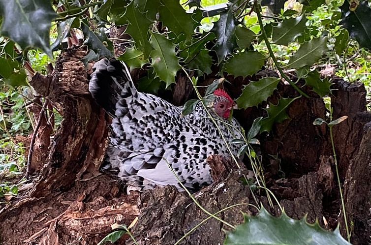 Vakantiehuisje in Oudega