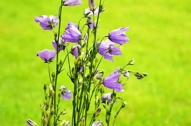 Vakantiehuisje in Sautin