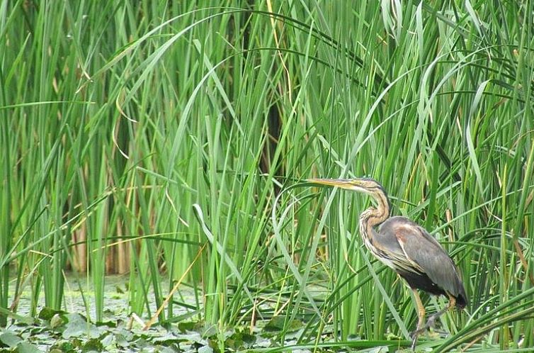 Vakantiehuisje in Tiszagyenda