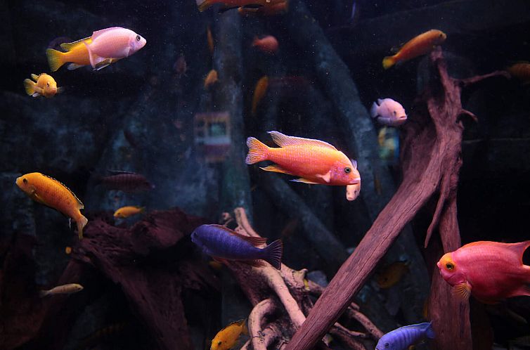 Vakantiehuis Dingle Bay View (TR2)