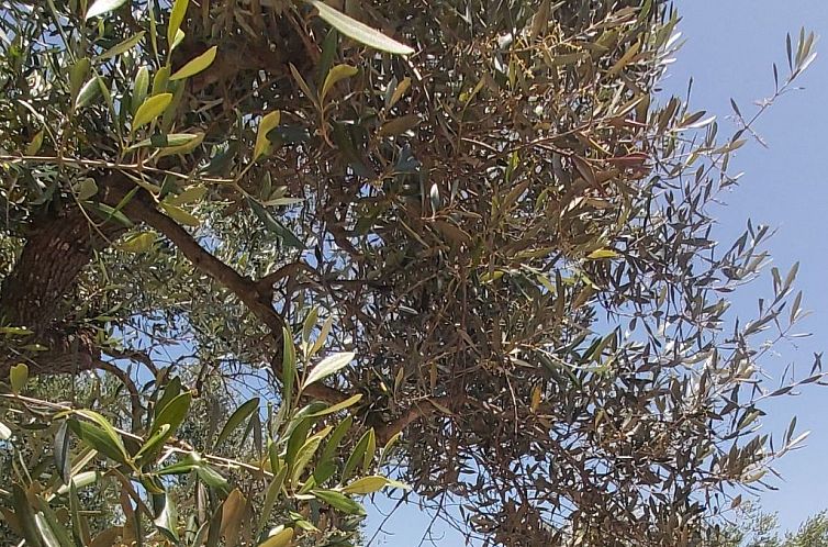 Appartement Villa Valle degli Ulivi