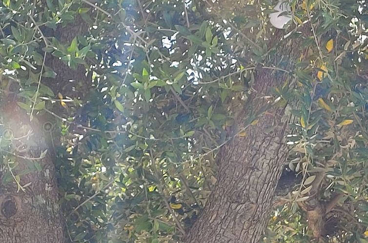 Appartement Villa Valle degli Ulivi