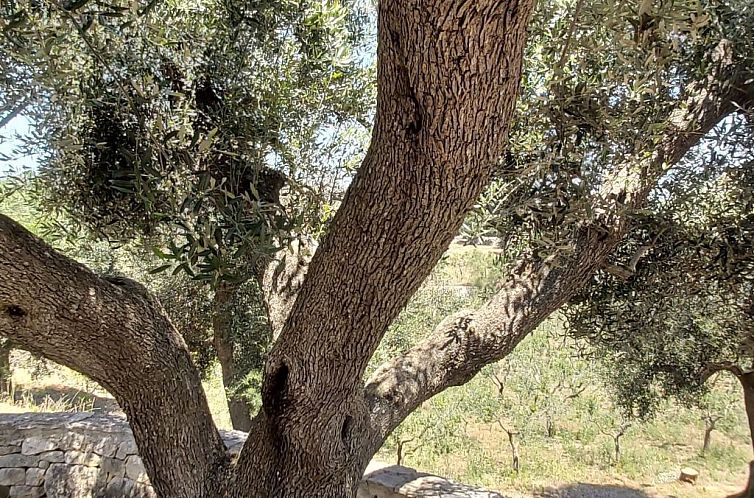 Appartement Villa Valle degli Ulivi