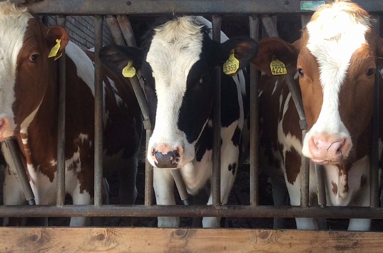 Mts. J. en A. Faber-Breeuwsma