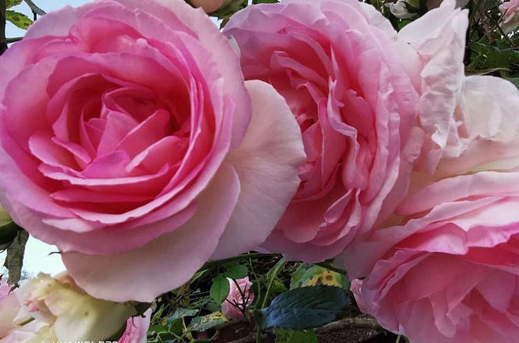 Vakantiehuisje in Borzonasca