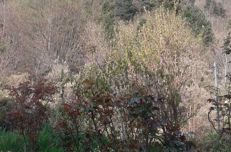 Vakantiehuis Natur und Entspannung, Villa im Park