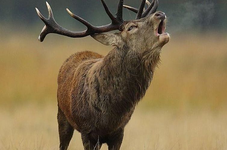 Vakantiehuis in Achouffe