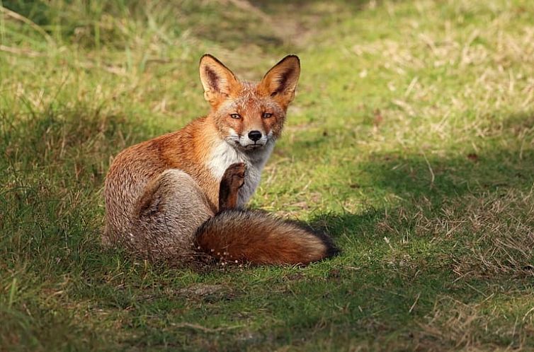 Vakantiehuis in Achouffe