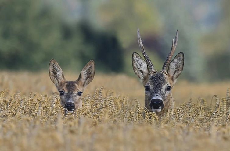 Vakantiehuis in Achouffe