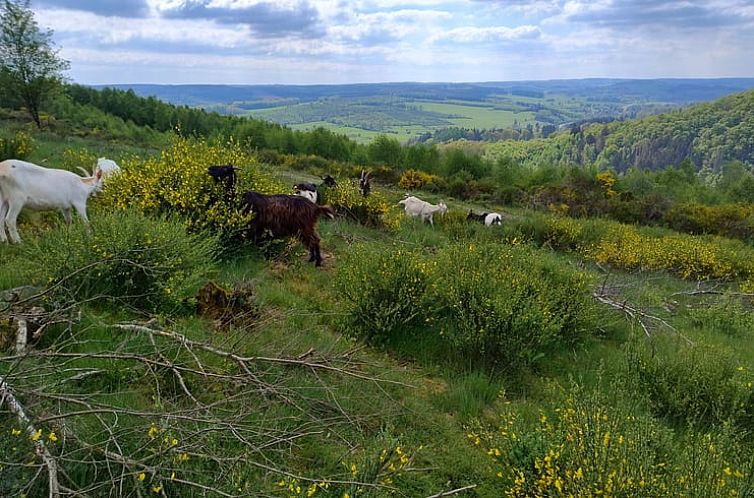 Vakantiehuis in Vielsalm