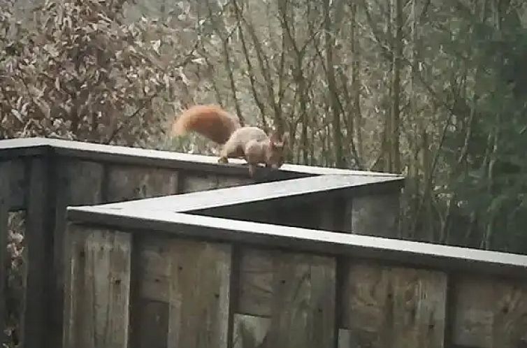 De Oranje Kabouter