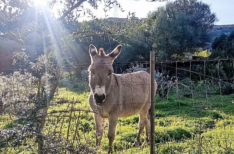 Vakantiehuis Sardinia Hillside Retreat – Apt 14