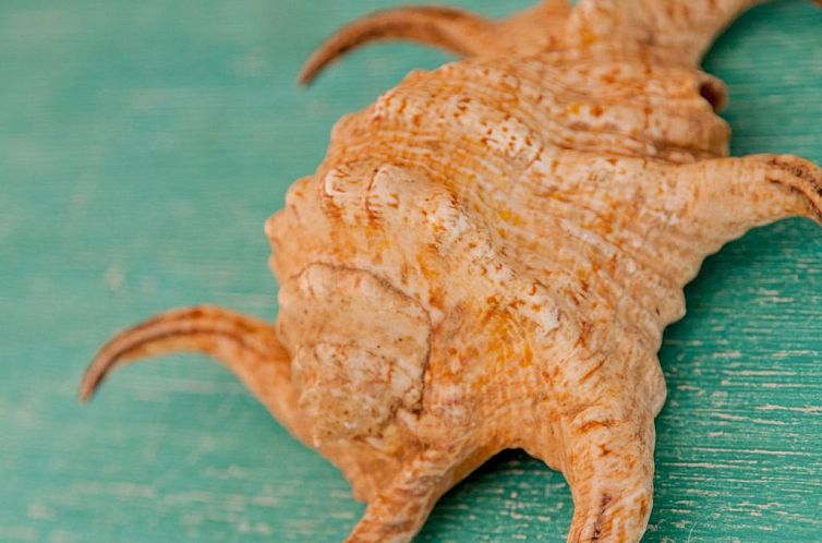 Appartement Wohnung 'Ambra' mit Terrasse