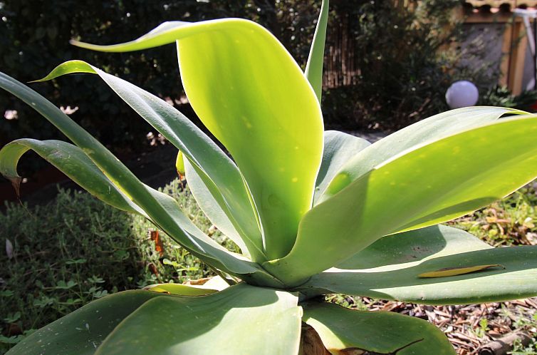 Vakantiehuis Villa Bellavista Ferienhaus