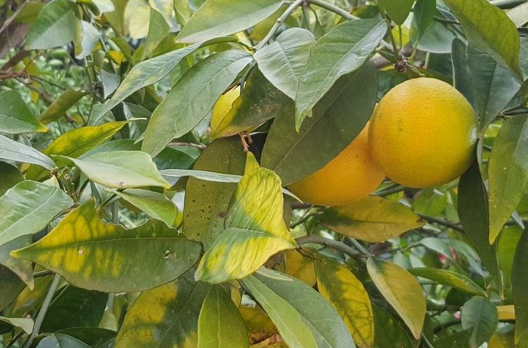 Appartement Su Niu Crobu