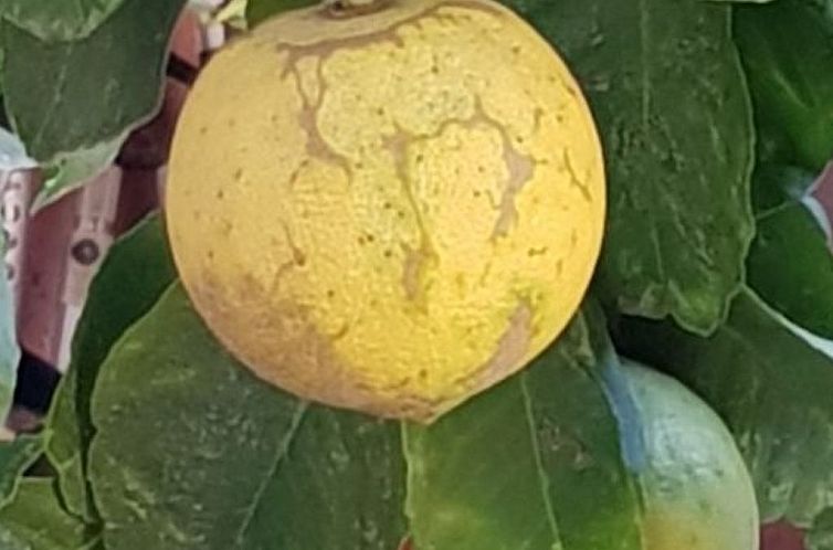 Appartement Su Niu Crobu unten