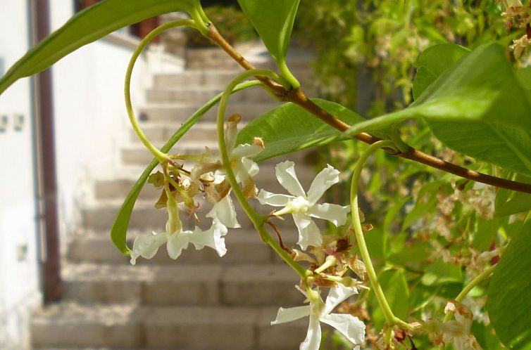 Appartement Wohnung in Custonaci mit Kleinem Garten