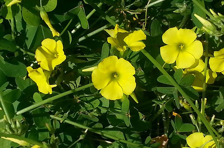 Appartement VanessaFerienhaus Erdgeschoss
