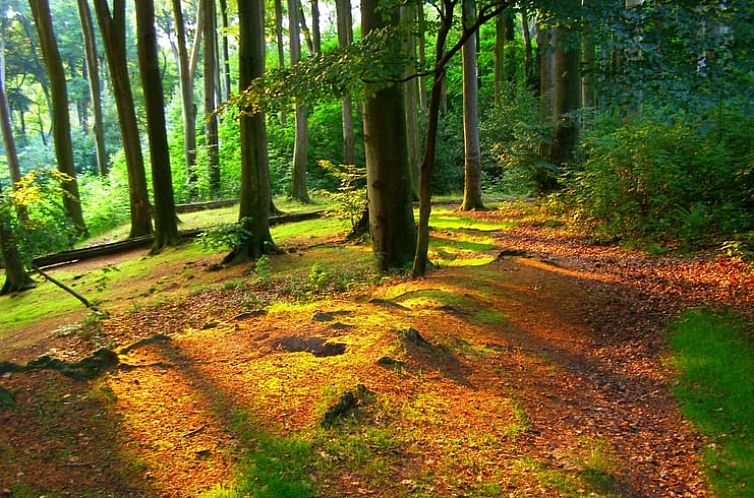 Vakantiehuisje in Masbourg