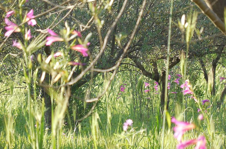 Vakantiehuis Behagliches Ferienhaus mit Garten inmitten eine