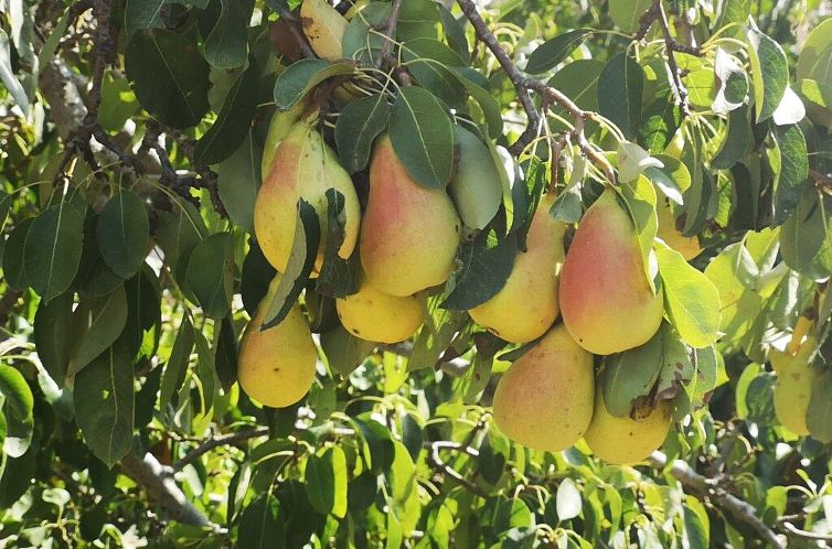 Vakantiehuis Villacinisi