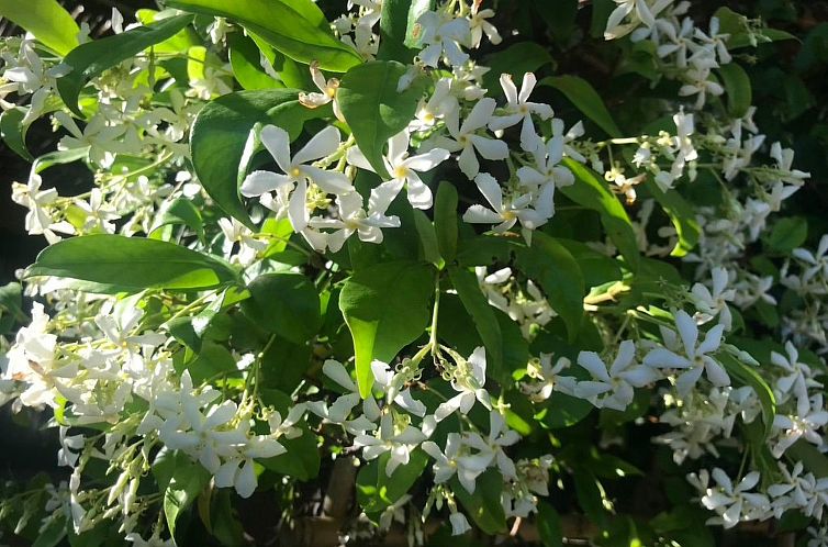 Appartement Graffeo Häuser - Haus Jasmin