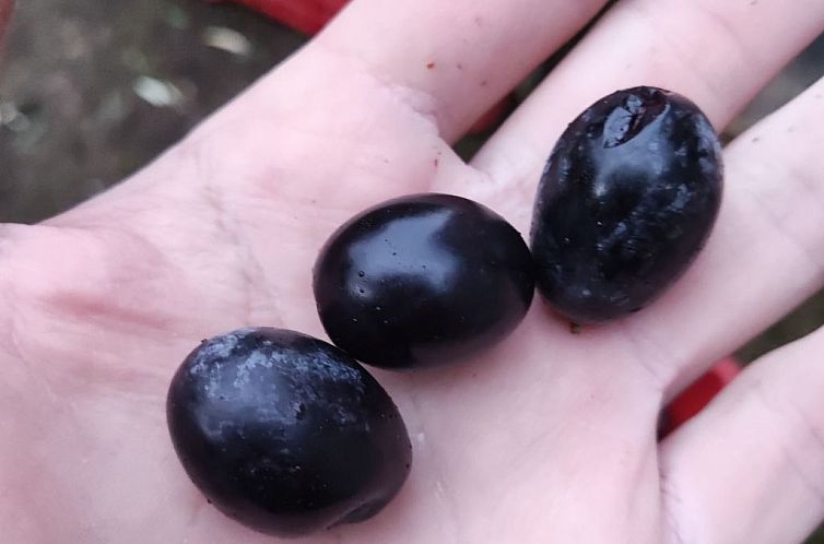 Appartement "Haus am Meer in Sizilien"