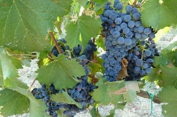 Appartement Kleines Haus