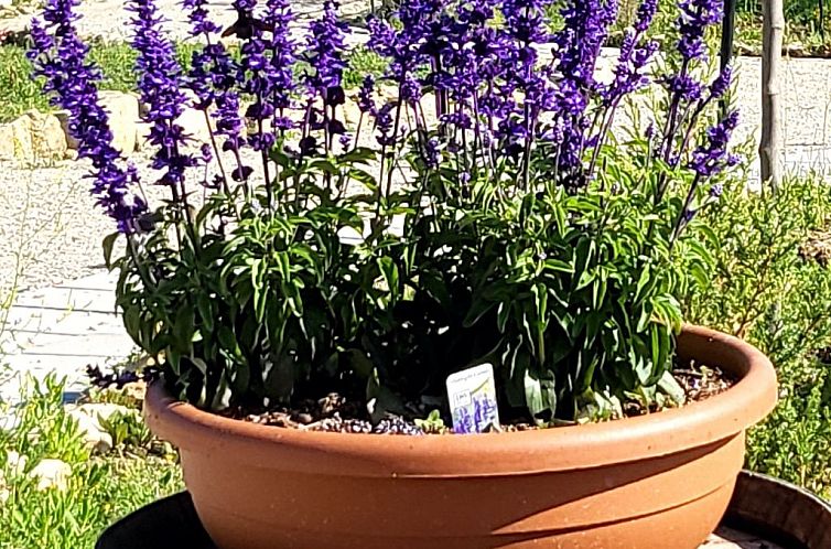 Appartement Wohnung "Bungalow" mit Whirlpool