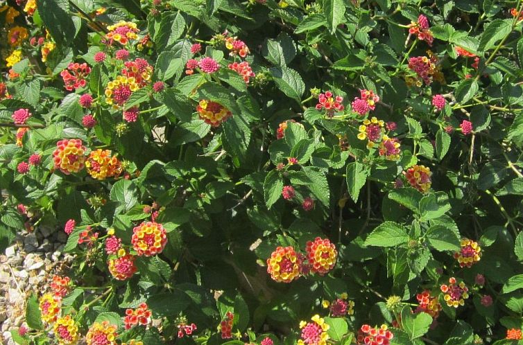 Appartement mit Wasserblick