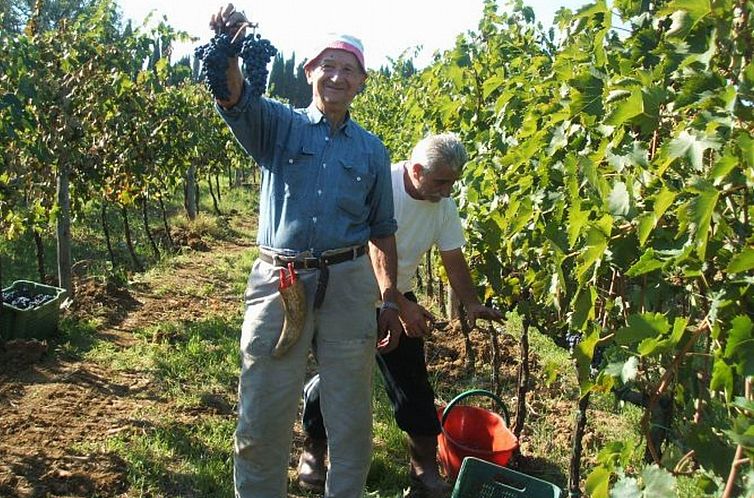 Appartement 'Santinovo olivo' mit Pool