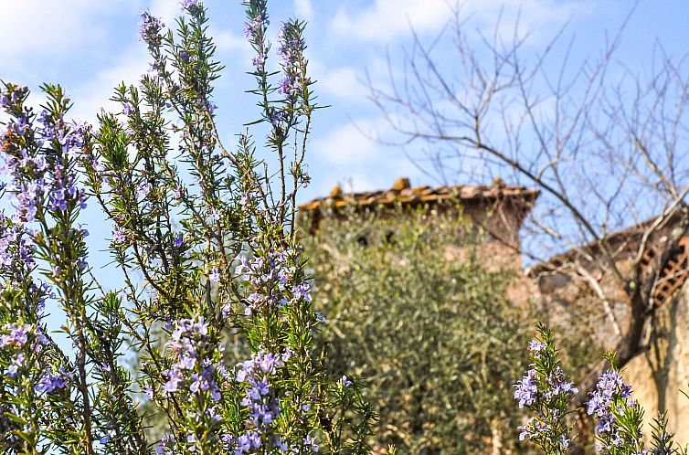 Appartement L'Agrifoglio
