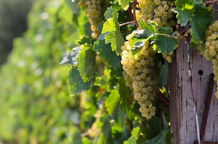 Vakantiehuisje in Pergola