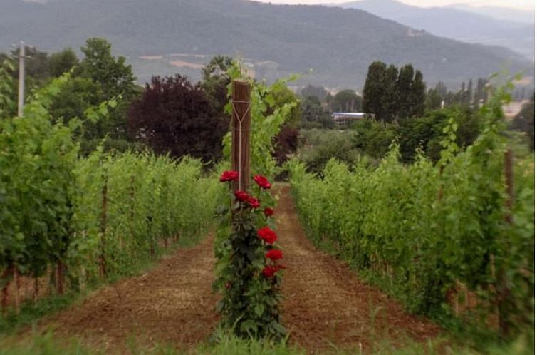 Appartement Agritourismus Vigne di Pace - Il Molino