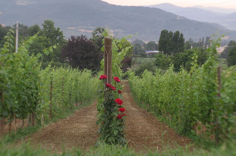 Appartement Agritourismus le Vigne di Pace - Taubenhaus
