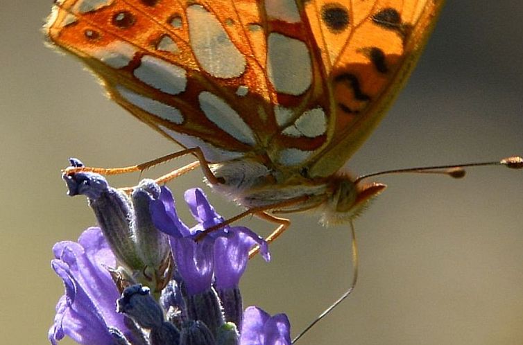 Vakantiehuis Privates Poolhaus im grünen Herzen von Umbrien