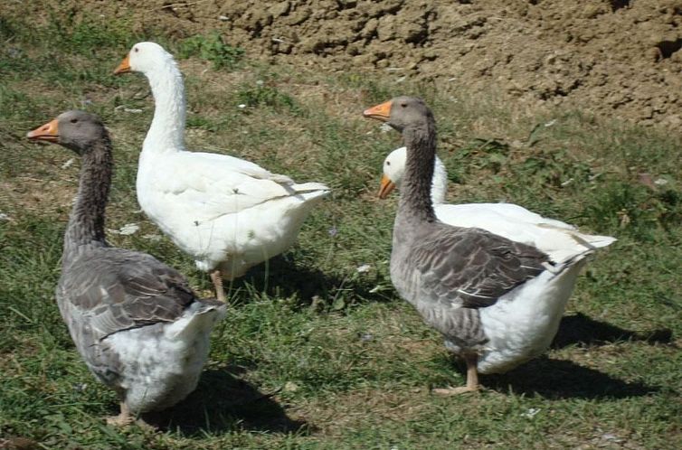 Appartement 'La Stalla' mit Terrasse