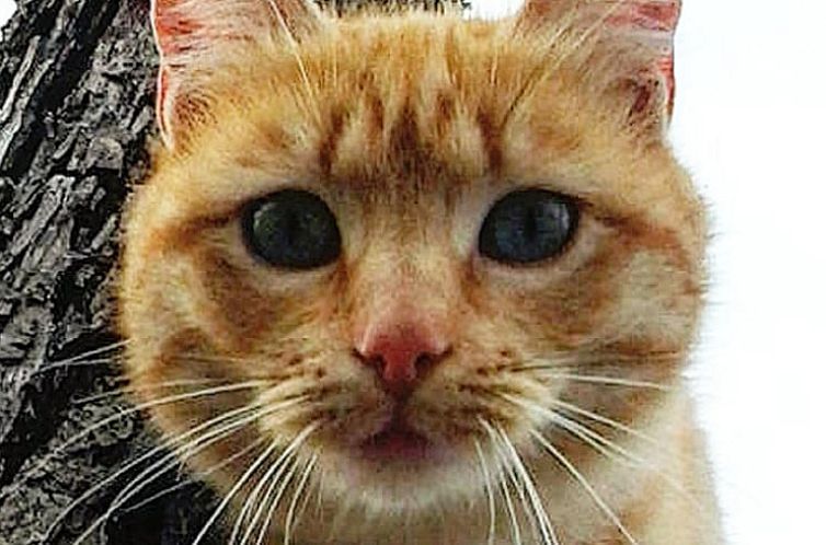 Vakantiehuisje in Orvieto